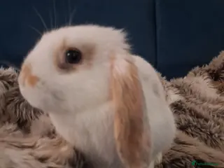 English Lop rabbits English lop for sale - Advert 6