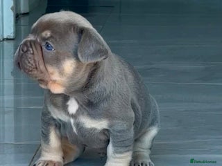 French Bulldog dogs 🤎🐻 Beautiful Quality Baby Dogs 🐻🤎 - Advert 16