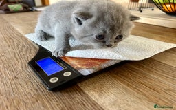 British Shorthair cats for sale: GCCF BSH Beautiful Kittens  - Image 13