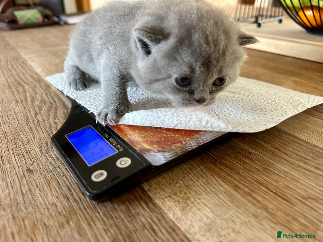 British Shorthair cats for sale: GCCF BSH Beautiful Kittens  - Image 13