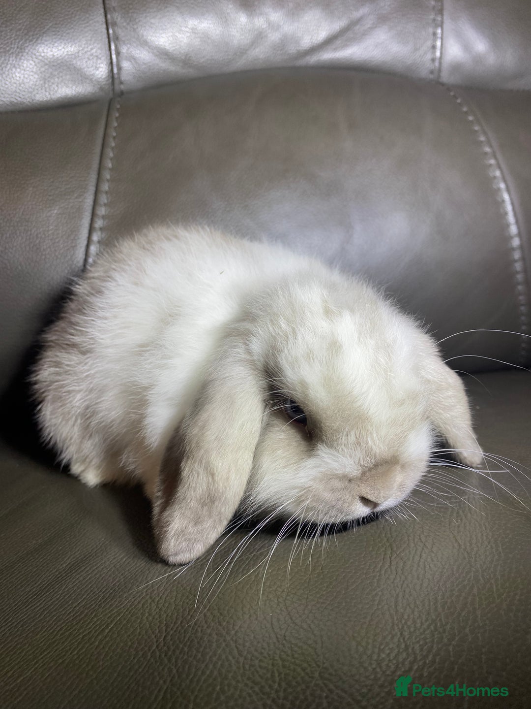 Mini Lop rabbits for sale: Mini lop litter- unusual colours. - Advert 7