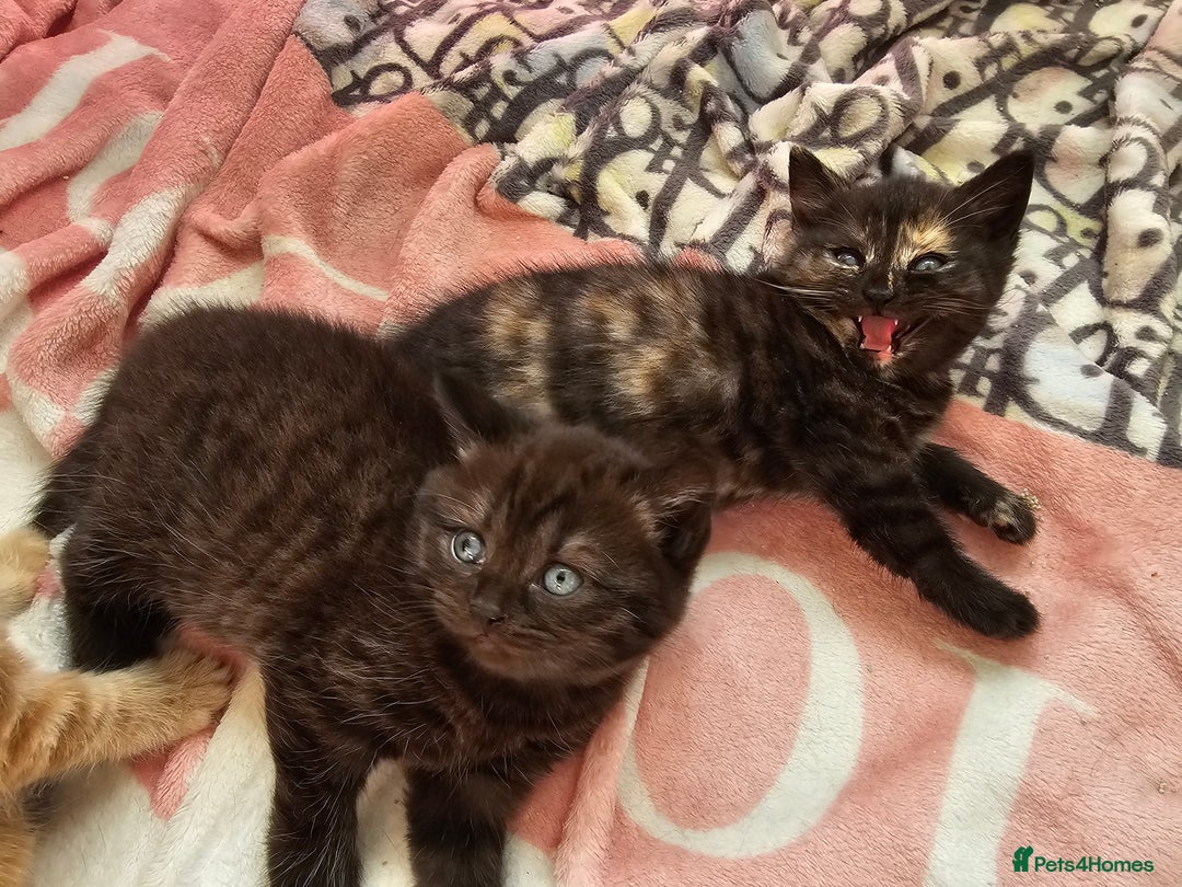 British Shorthair cats for sale: Beautiful British shorthair kittens  - Advert 6