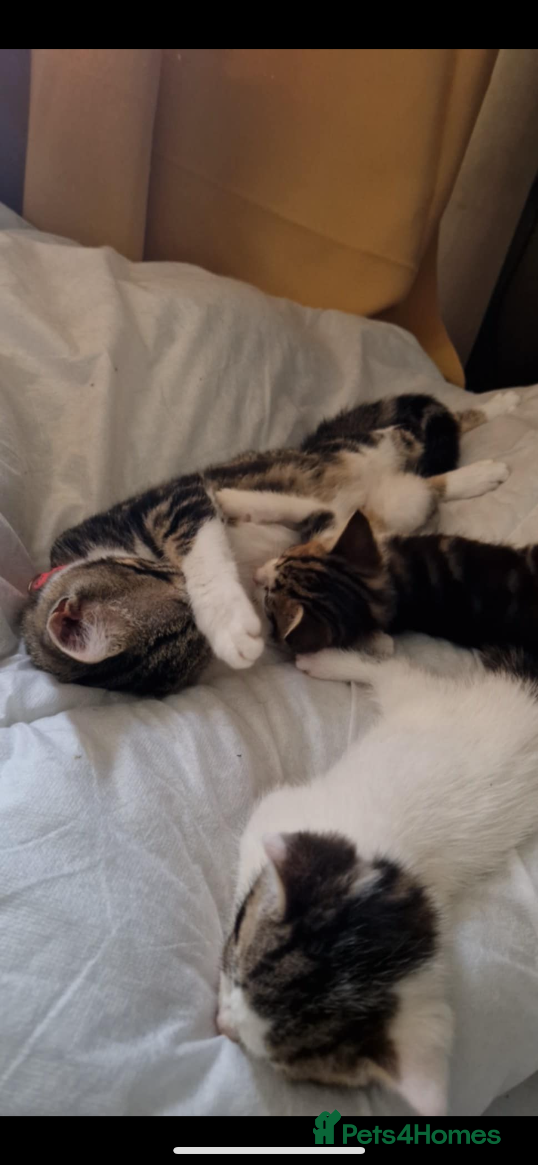 Domestic Shorthair cats for sale: 3 kittens looking for a loving home  - Image 4