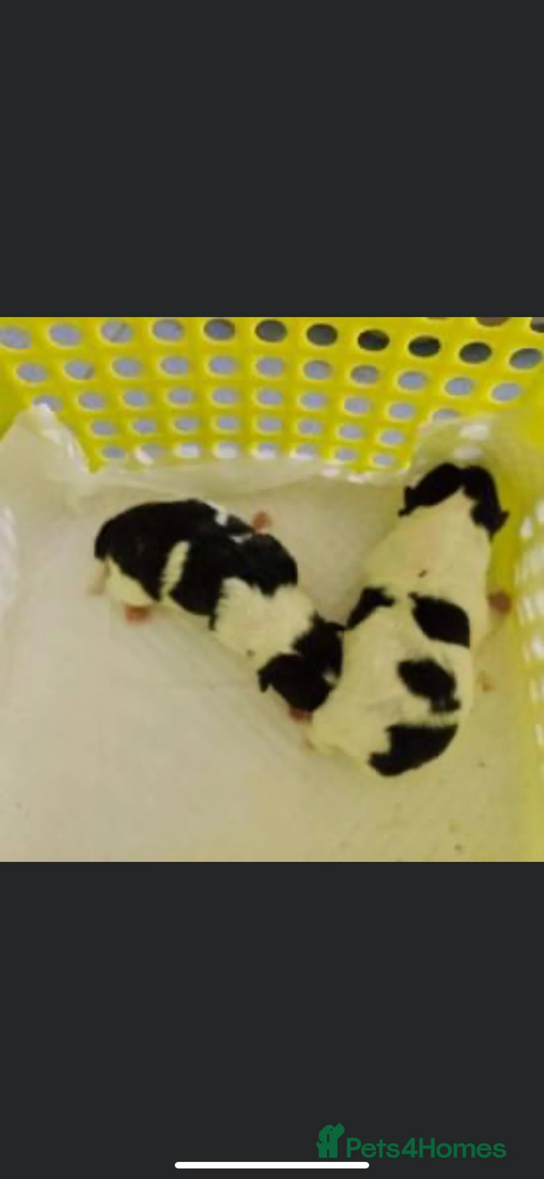 Pomeranian dogs for stud: Tiny Lilac Parti Carrying Tan points in Dartford - Advert 6