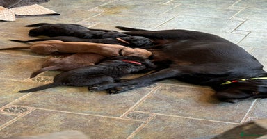 Labrador Retriever dogs - Advert 16