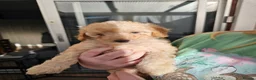 Mini Goldendoodle dogs for sale: Mini Goldendoodle Puppies - Advert 14