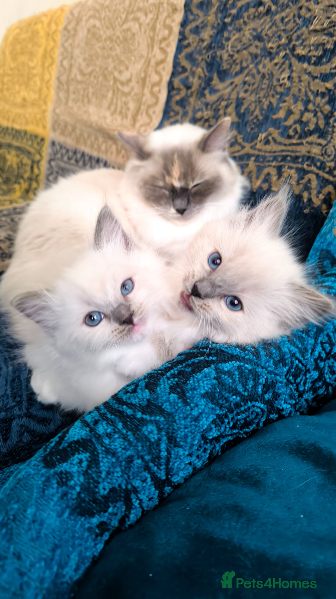 Ragdoll cats for sale: Beautiful ragdolls are looking for a forever home  - Advert 17