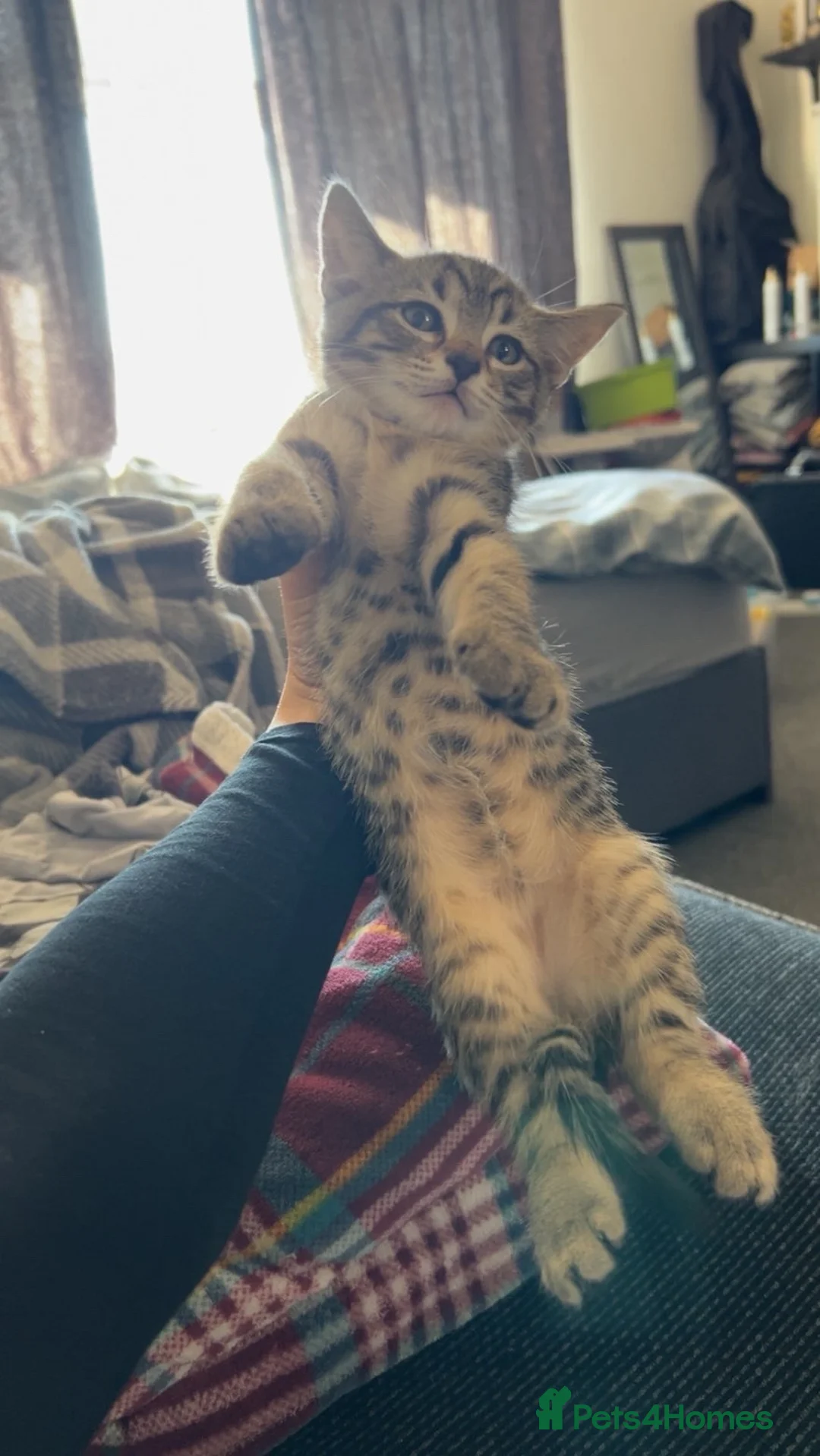 British Shorthair cats for sale: 2 female tabby kittens  - Advert 2