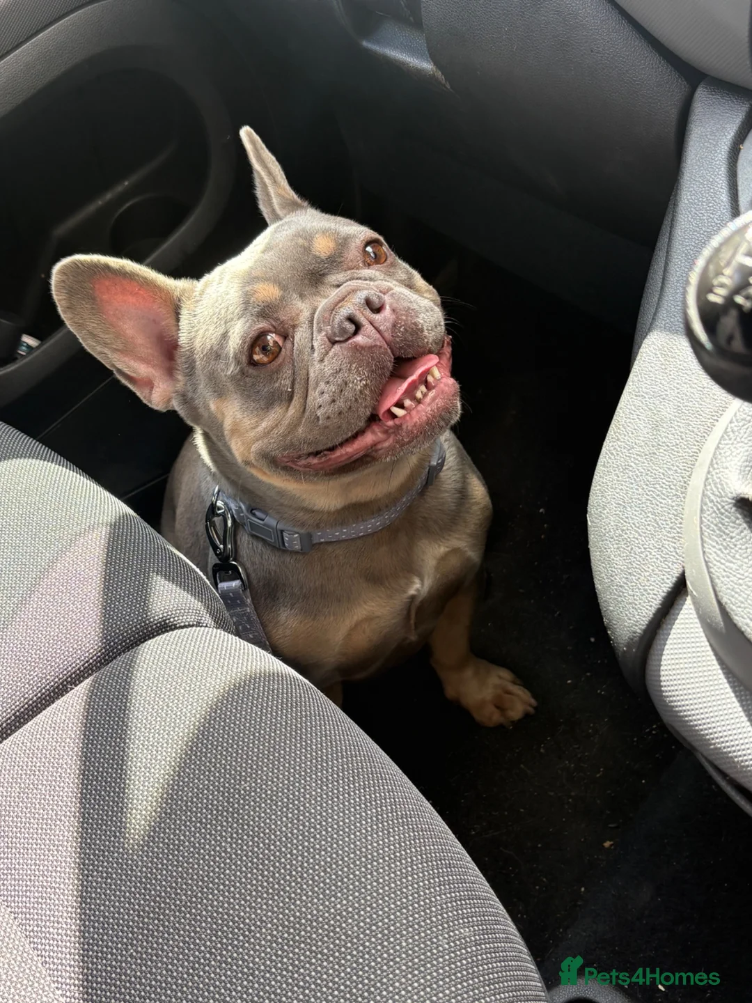 French Bulldog dogs for sale: French bulldog puppies  - Advert 1