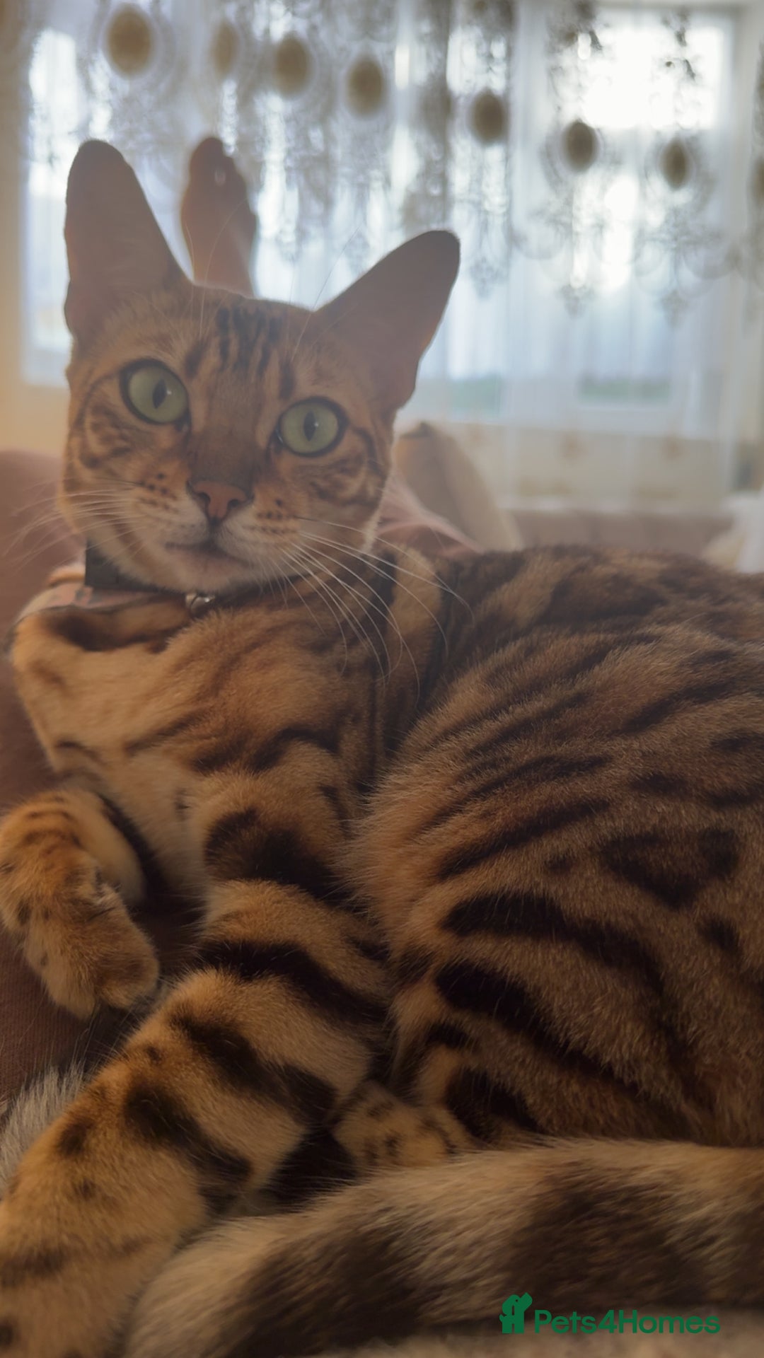 Bengal cats for sale: Bengal female cat - Advert 5