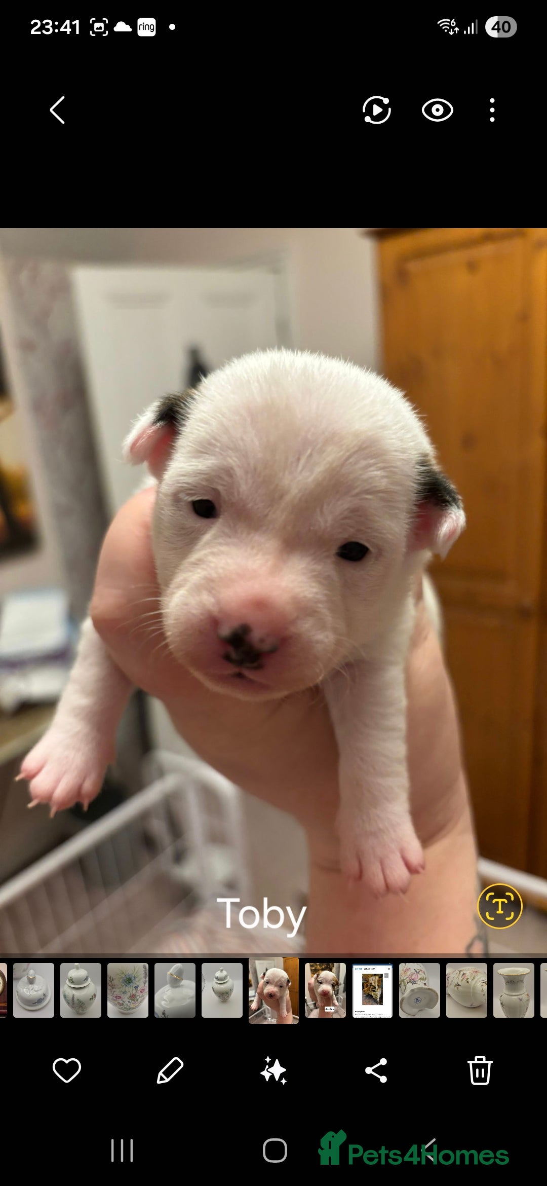 Mixed Breed dogs for sale: Beautiful Chihuahua x Jack Russell Puppies  - Advert 2