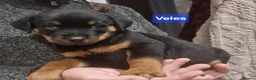 Rottweiler dogs for sale: ONLY 1 BOY LEFT Champion Bloodline KC Rottweilers - Advert 5