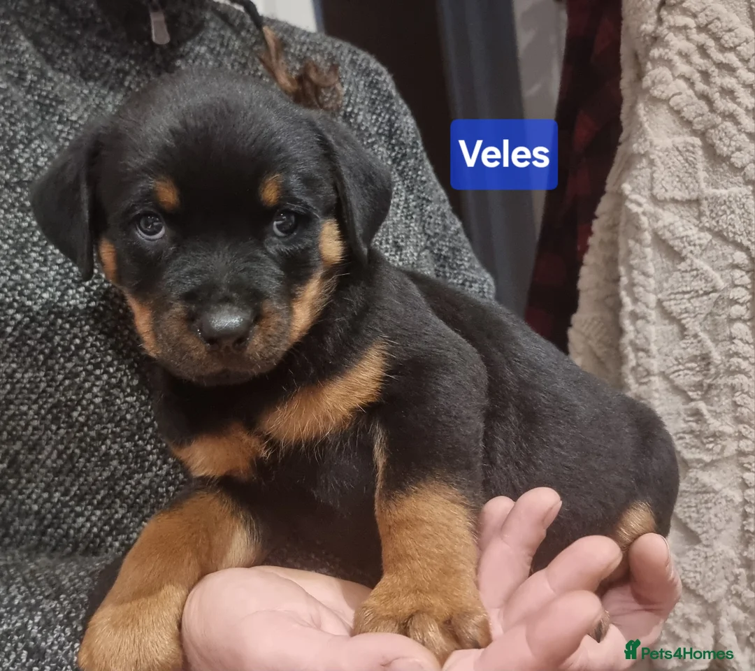 Rottweiler dogs for sale: ONLY 1 BOY LEFT Champion Bloodline KC Rottweilers - Advert 5