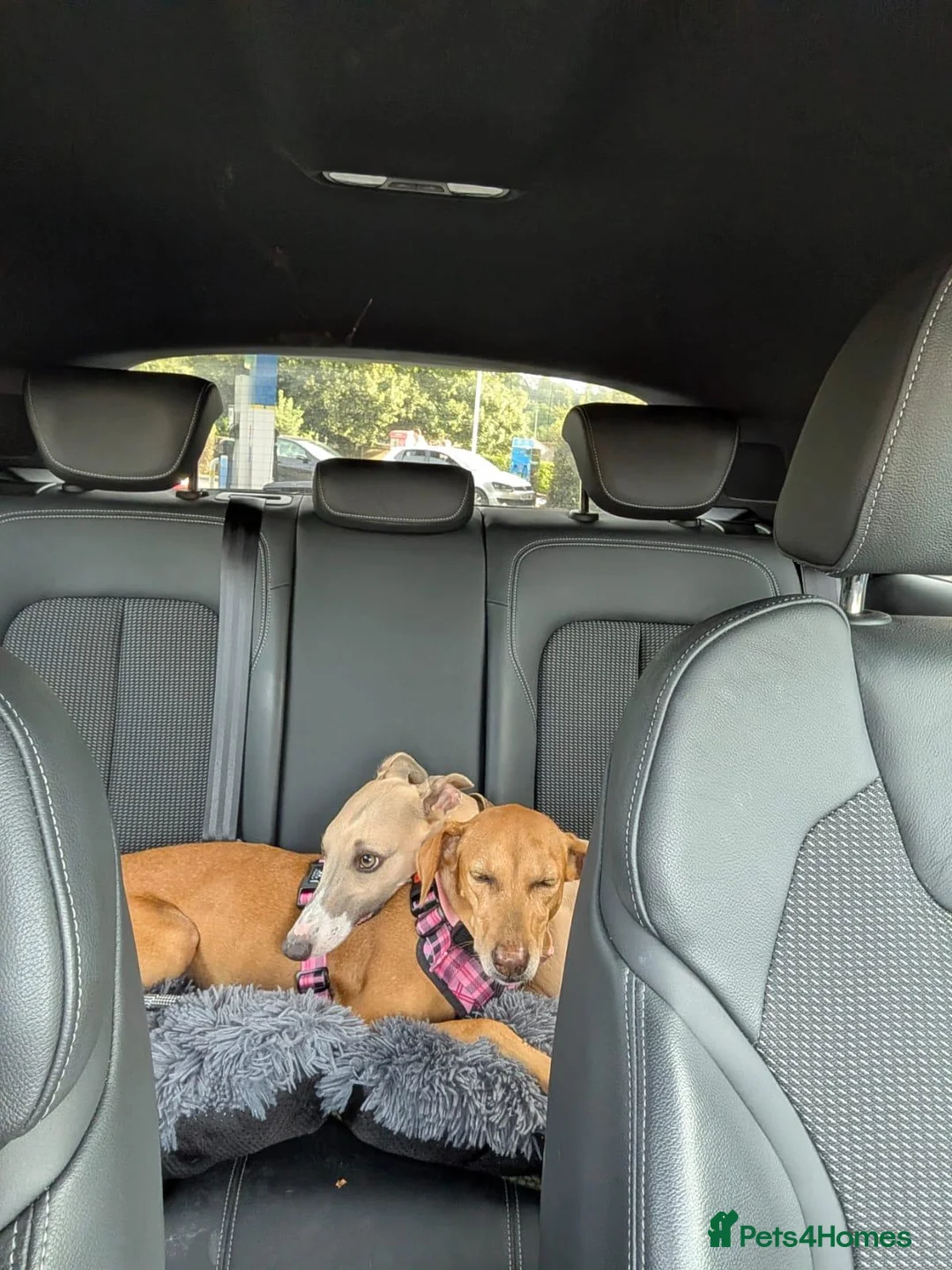 Mixed Breed dogs for sale: Gecko needs a very special home in Liss - Advert 2