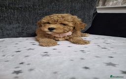 Maltipoo dogs for sale: 3 Maltipoo Puppies For sale - Image 6