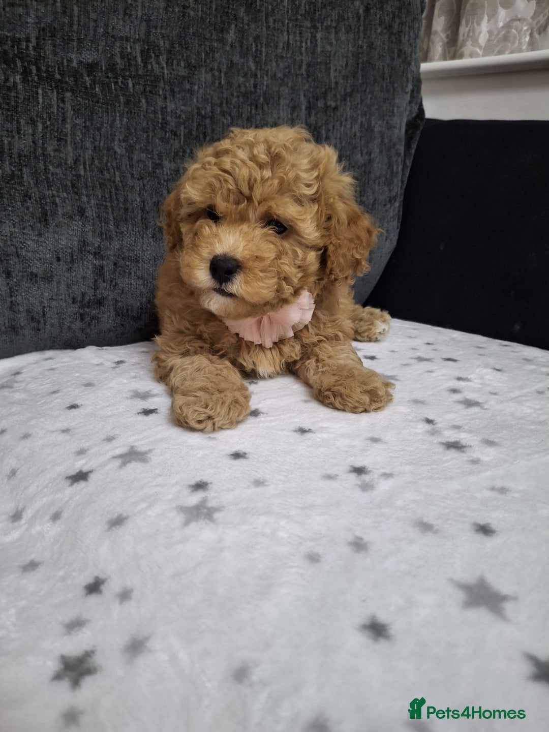 Maltipoo dogs for sale: 3 Maltipoo Puppies For sale - Image 6