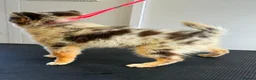 Pomsky dogs for sale: F3 Pomsky Boy - Advert 2