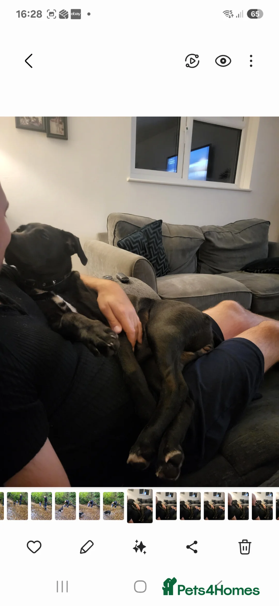 Mixed Breed dogs for sale: Staff x Labrador Female - 3 years old  - Advert 2