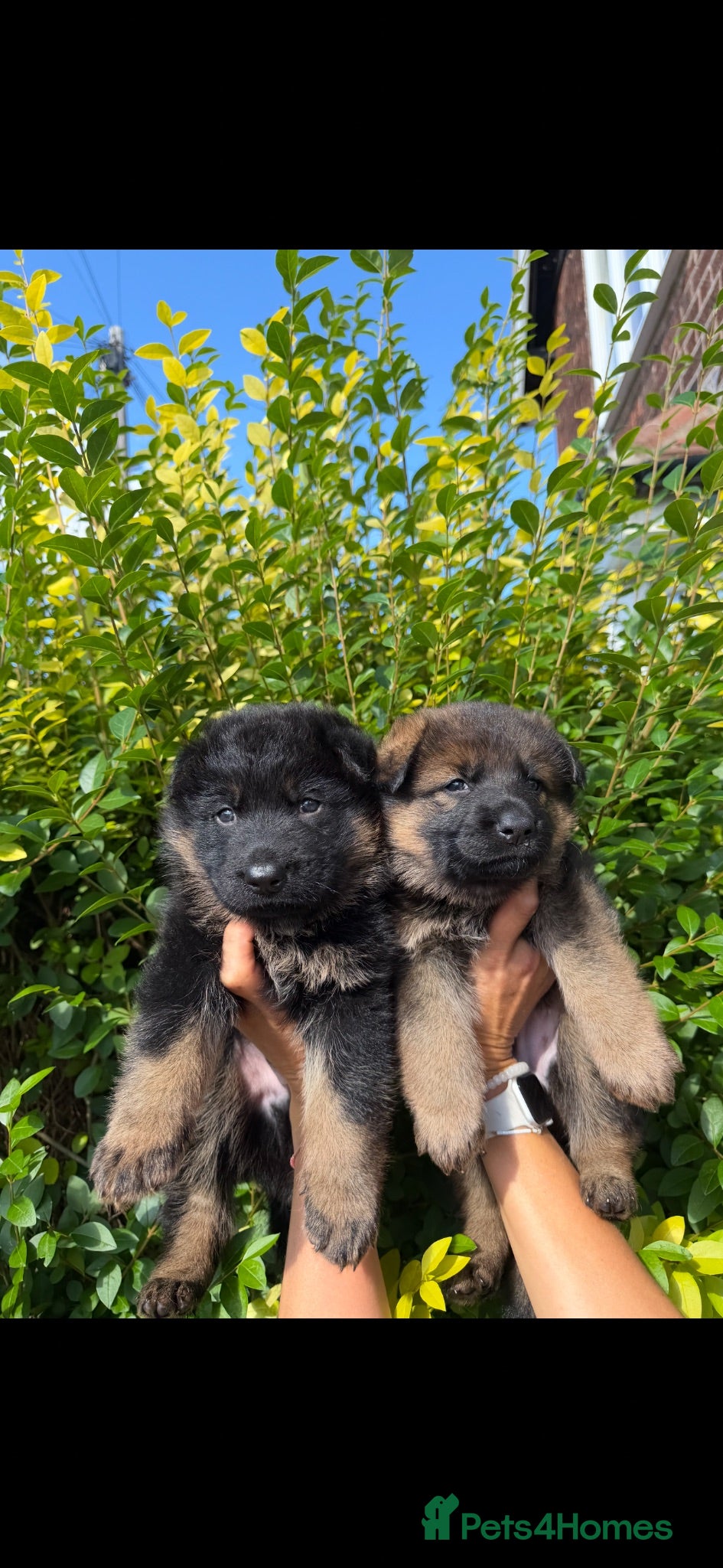 German Shepherd dogs Beautiful German shepherd pups KC registered  - Advert 12