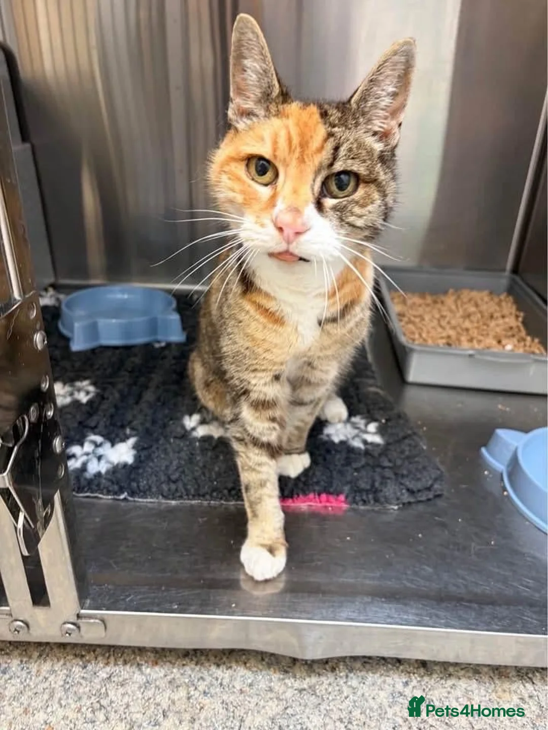 Mixed Breed cats for adoption: ❤️🐱 BERNICE – LEFT BEHIND...  in Derby - Advert 2