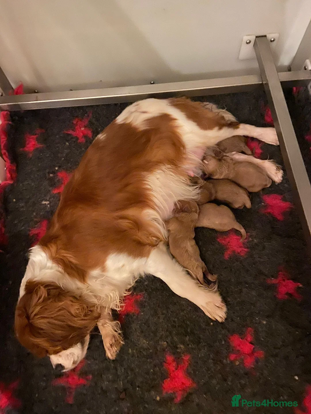 Cavapoo dogs for sale: Health tested- Beautiful Cavapoo puppies - Advert 8