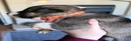 Mixed Breed dogs for sale: Puppies mixed bread  in Stoke-on-Trent - Advert 19