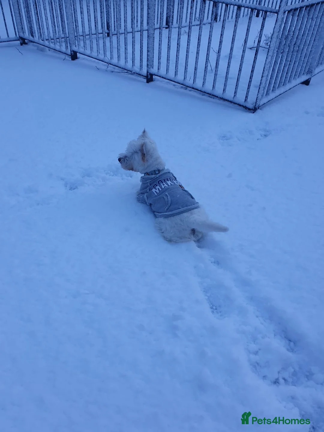 West Highland Terrier dogs for stud: KC West Highland terrier  in Edinburgh - Advert 4