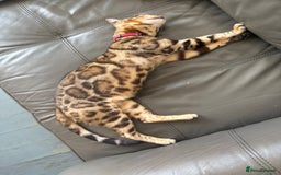 Bengal cats for sale: Glitter Bengal brown rosette - Image 5