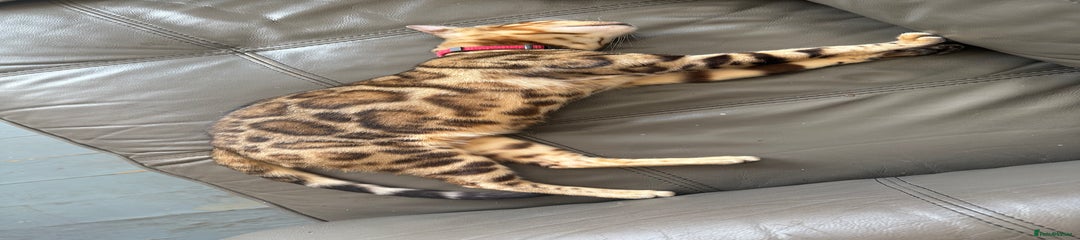 Bengal Kitten 1