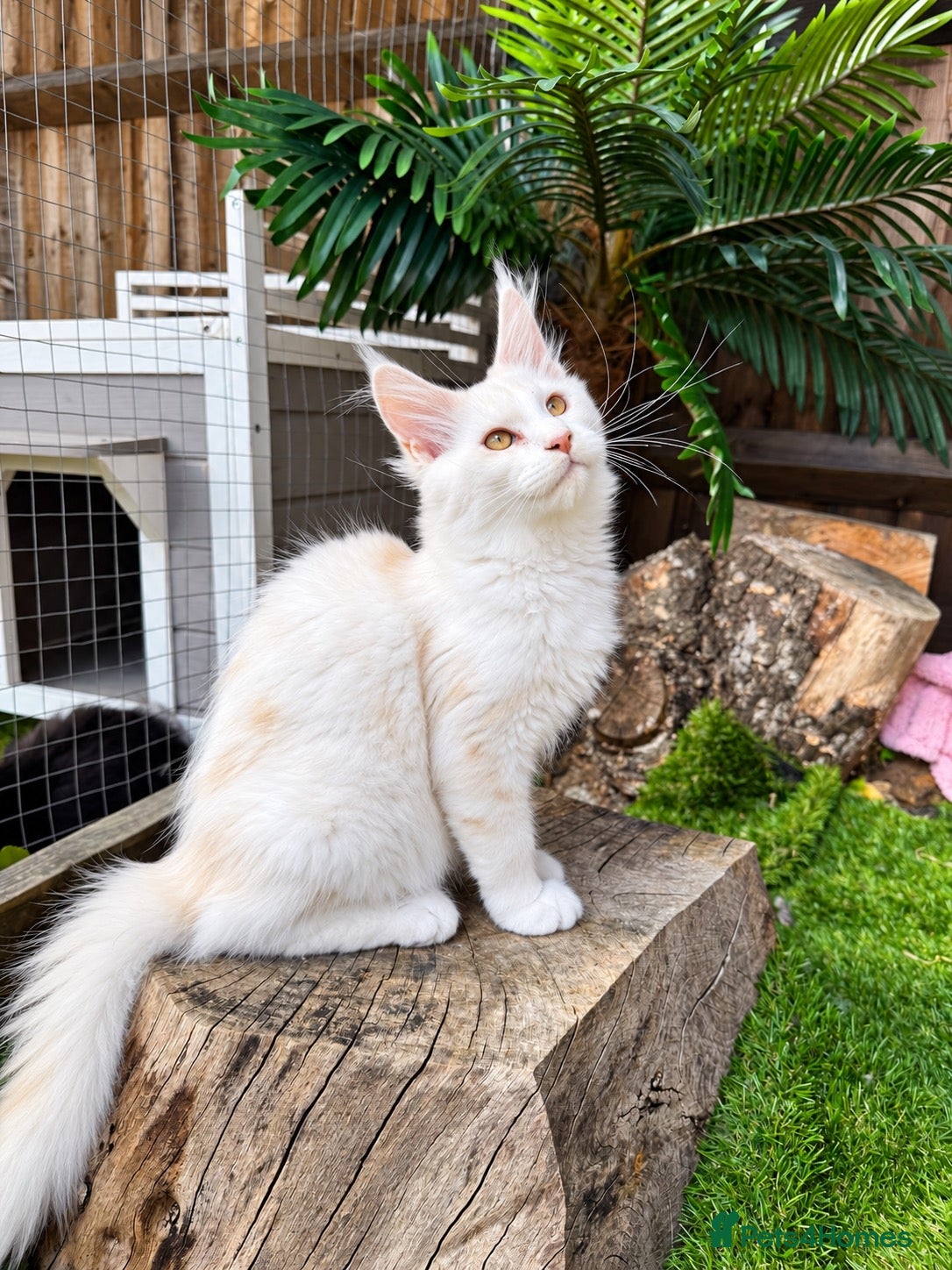 Maine Coon cats     🌟🌟Amazing Kittens Maine Coon 🌟🌟 - Advert 2