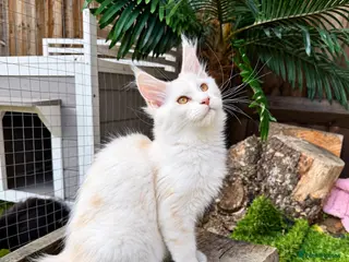 Maine Coon cats 🌟🌟Amazing Kittens Maine Coon 🌟🌟 - Advert 15
