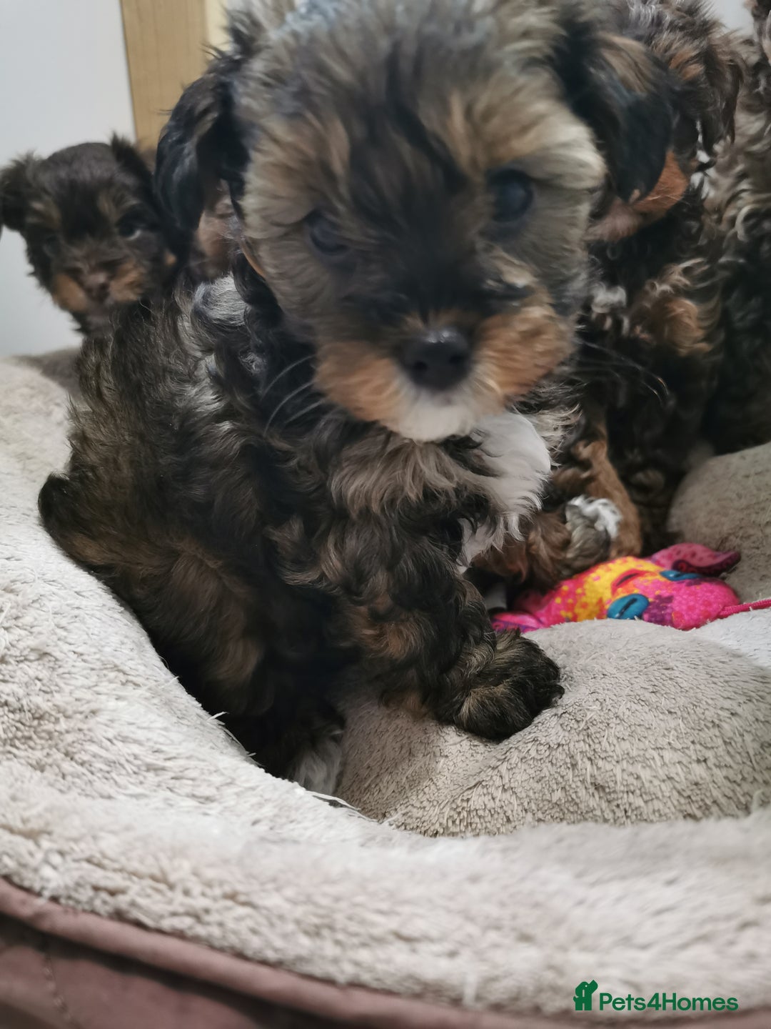 Yorkshire Terrier dogs for sale: Biewer Shizu Tzu cross 1girl 1boy left - Advert 12