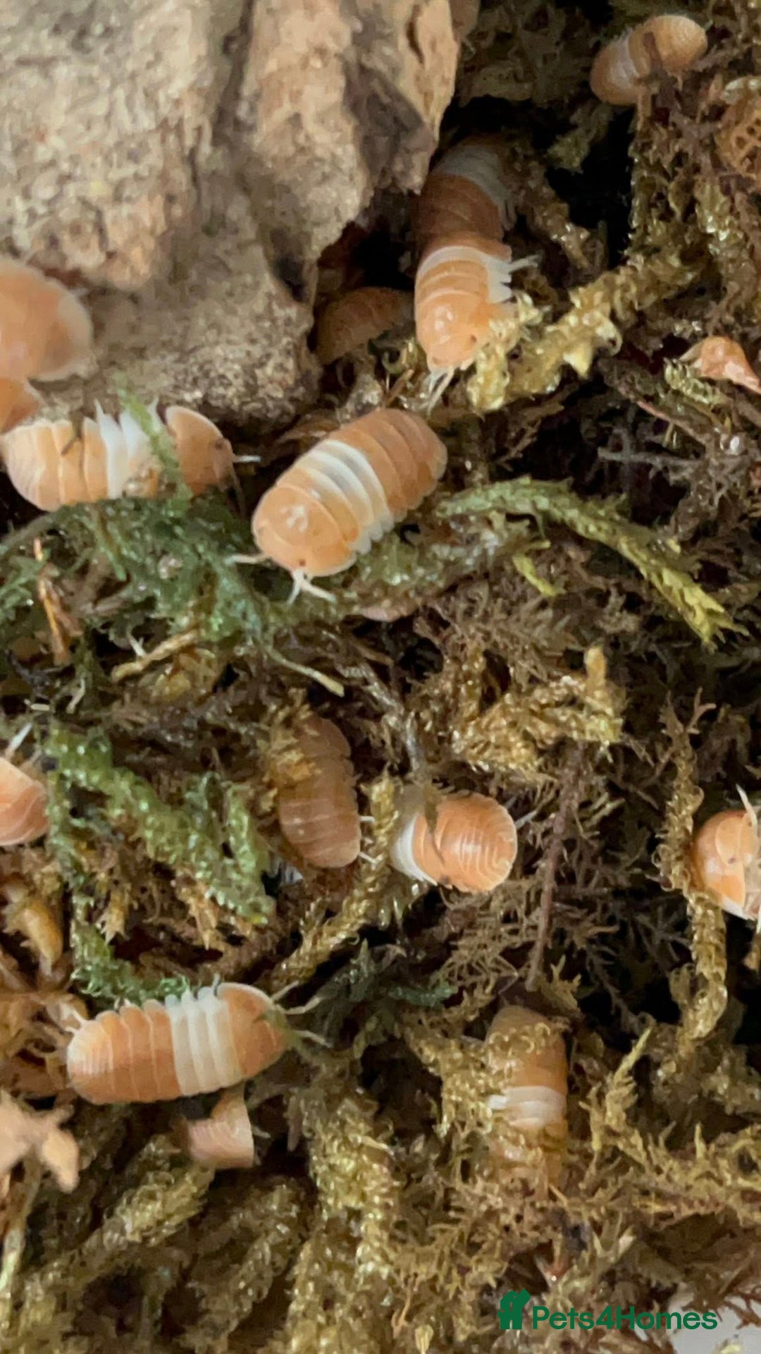 Mixed Breed invertebrates for sale: Isopods For Sale - Image 5