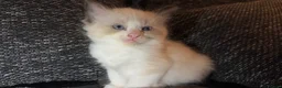 Ragcoon cats for sale: Ragdoll/Mainecoon/Tuxedo - Advert 12