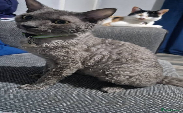 Devon Rex cats Devon rex male - Advert 1