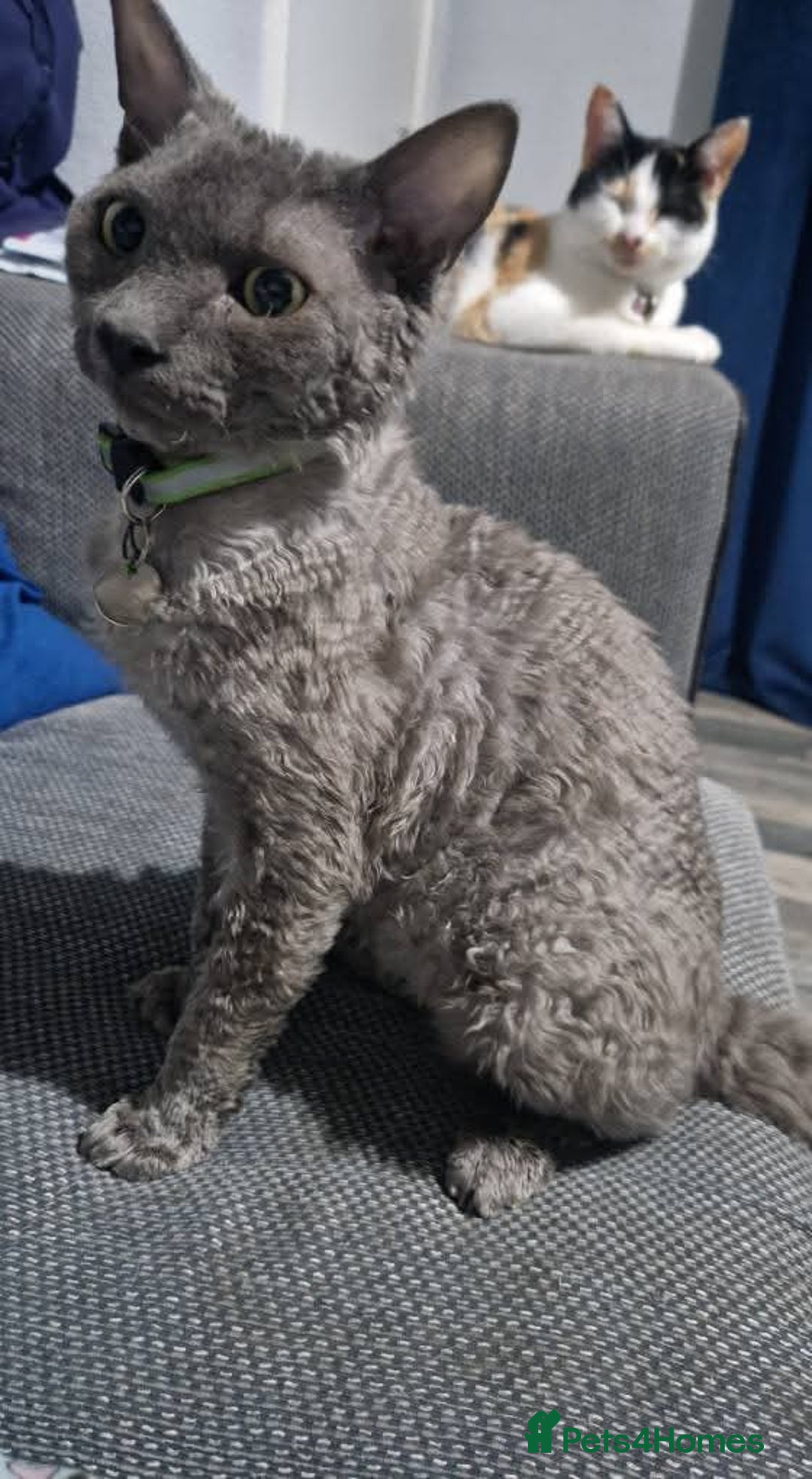 Devon Rex cats for sale: Devon rex male - Advert 1