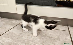 Domestic Shorthair cats for sale: 5 kittens ready for a new home  - Image 9