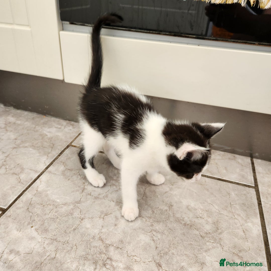 Domestic Shorthair cats for sale: 5 kittens ready for a new home  - Image 9
