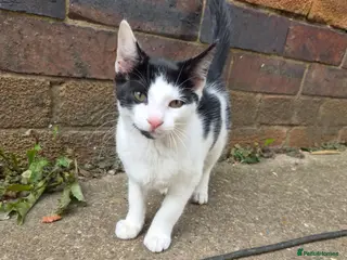Mixed Breed cats Female kitten for sale - Advert 5