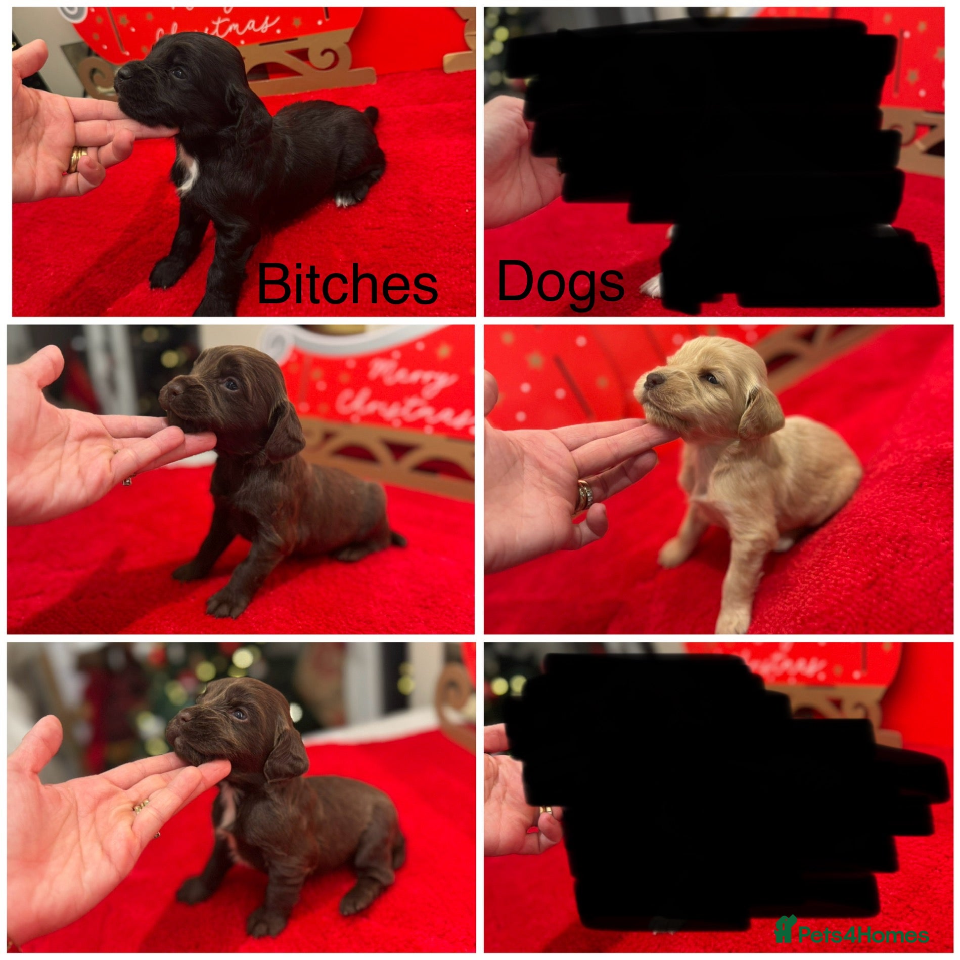 Cocker Spaniel dogs Working Cocker pups  - Advert 18