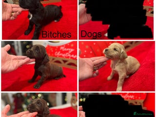 Cocker Spaniel dogs Working Cocker pups - Advert 18