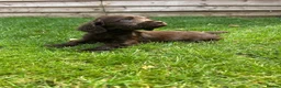 Cockapoo dogs for sale: Stunning F1 Miniature Cockerpoo Puppies - Advert 26