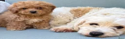 Mixed Breed dogs for sale: Rare Stunning Toy Cavapooshon Family Bred Puppies in Maidstone - Advert 20