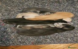 Mixed Breed cats for sale: Abyssinian x Bengal  - Image 4