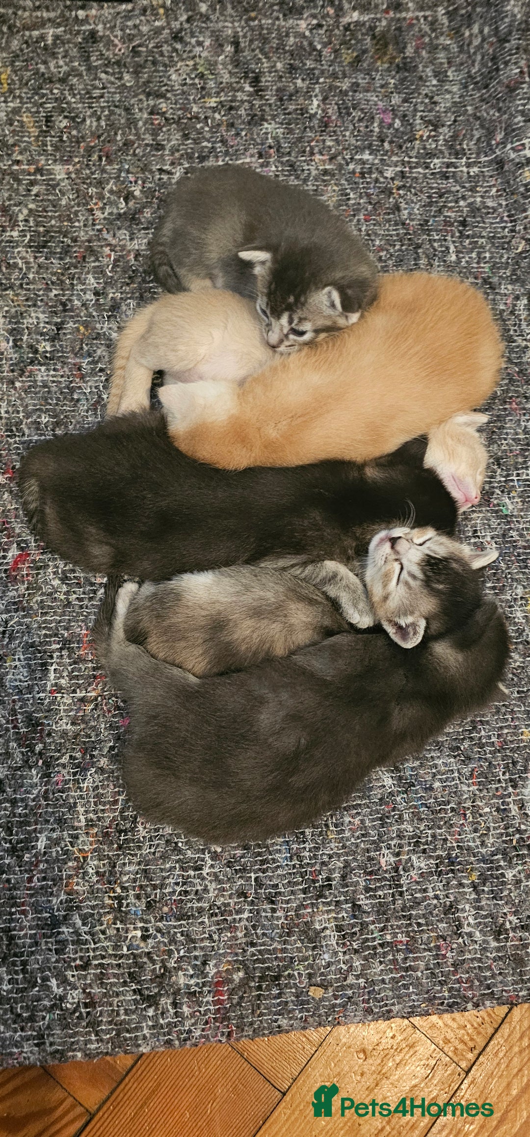 Mixed Breed cats for sale: Abyssinian x Bengal  - Image 4