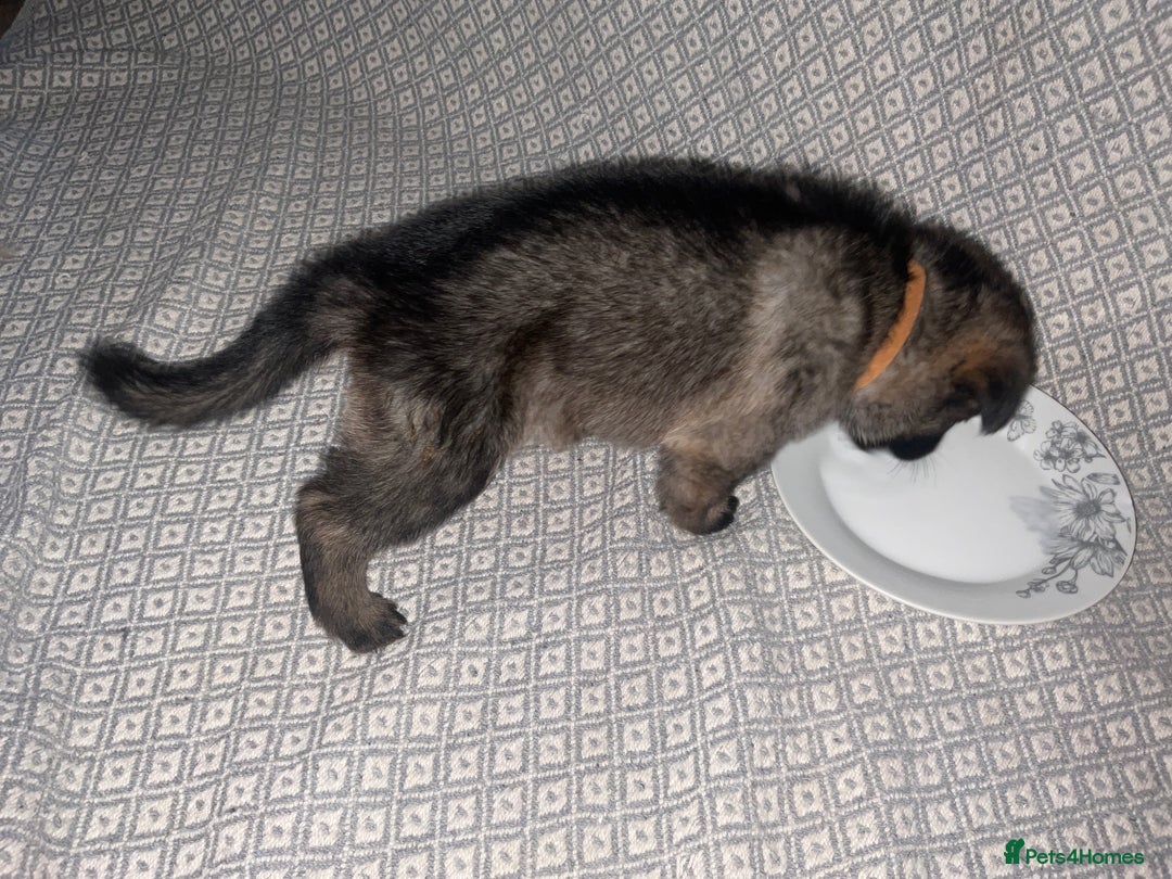 German Shepherd dogs for sale: Czech German Shepherd KC Registered puppies - Image 9
