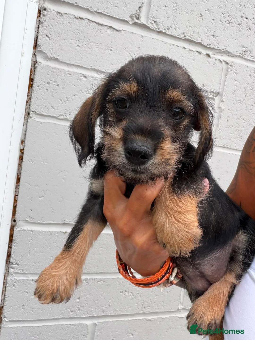 Mixed Breed dogs for sale: Pick her up now  in Romsey - Advert 2