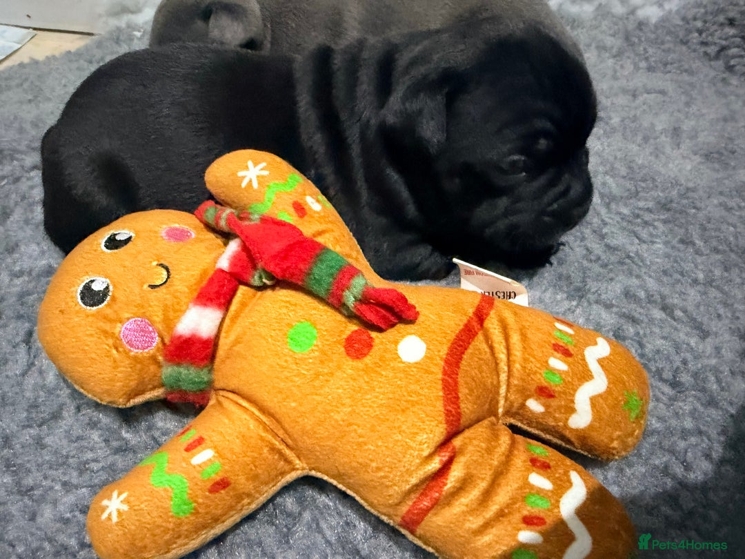 Staffordshire Bull Terrier dogs for sale: Staffordshire bull Terrier CHAMPION BLOODLINE  - Image 12