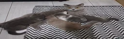 British Shorthair cats for sale: Ready to leave🐈‍⬛ - Advert 2