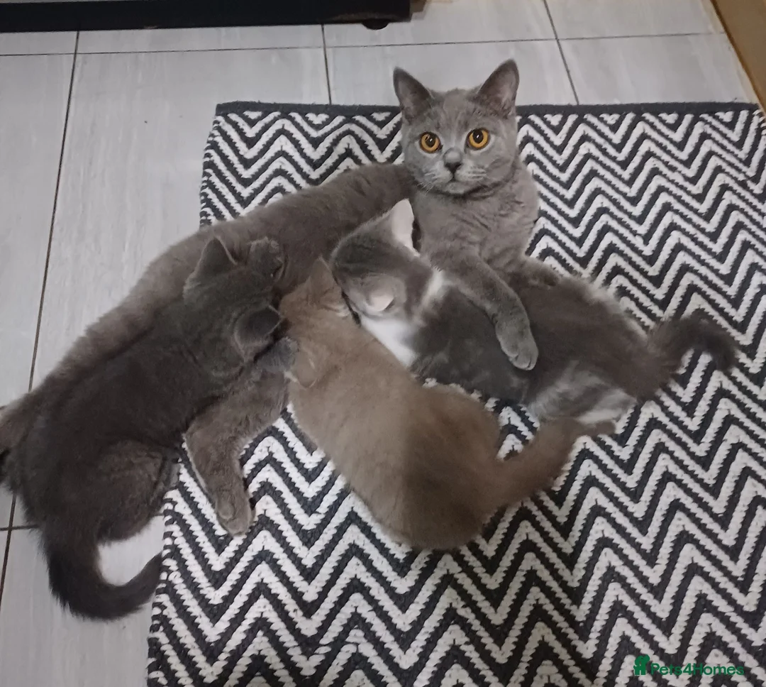 British Shorthair cats for sale: Ready to leave🐈‍⬛ - Advert 2